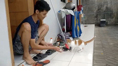 Cat Play Like Dog in animals gifs