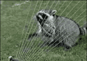 Racoon playing a water sprinkler gif