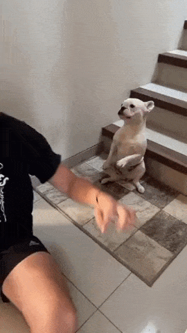 Its party time in dog gifs