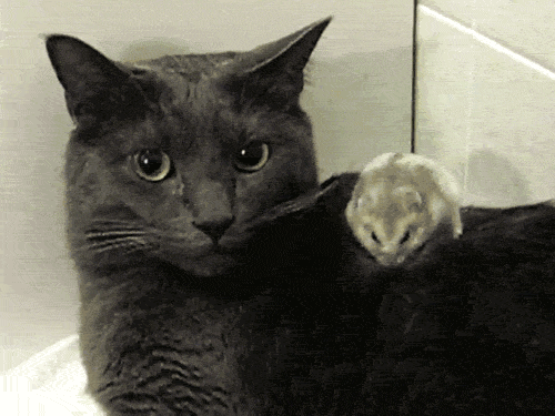 cat friendship mouse massage