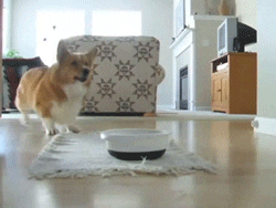 Source: Giphy. Description: a corgi excitedly jumping as he waits for his bowl to be filled.