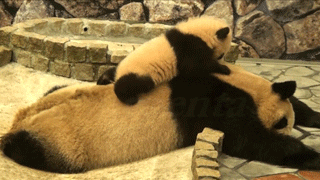 https://media.giphy.com/media/w5qoDzqe27uqk/giphy.gif