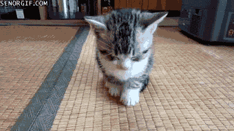 Sleepy Cat GIF by Cheezburger - Find & Share on GIPHY