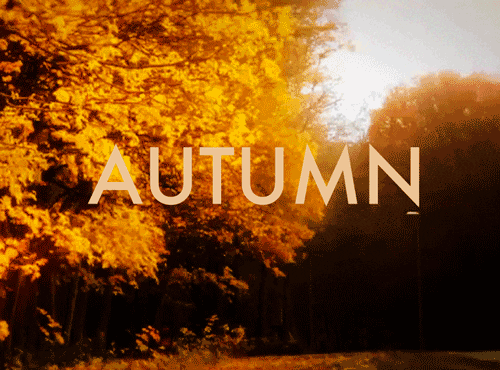 Leaves Falling GIFs - Find & Share on GIPHY