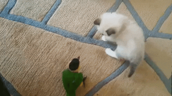 Birb and catto frens in cat gifs