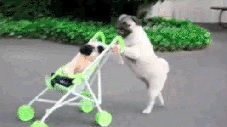 dog baby pug parent