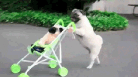 11 Pug Gifs To Make Your Day Better