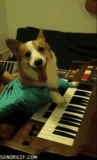 Best Of Week Corgi Keyboard GIF by Cheezburger - Find & Share on GIPHY