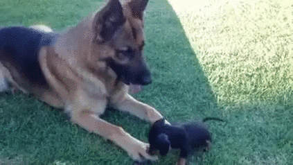 German Shepherd dog watching a puppy