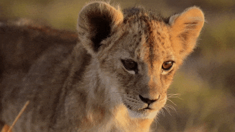 Surprised Lion GIF - Find & Share on GIPHY