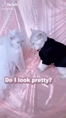 Catto marriage in cat gifs
