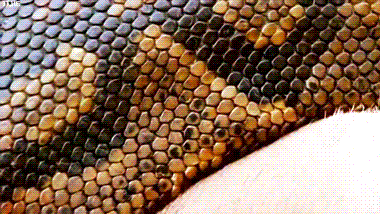 Snake Python GIF - Find & Share on GIPHY