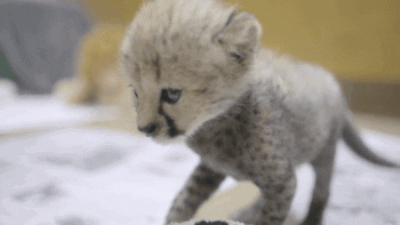 Puppy Cheetah GIF - Find & Share on GIPHY
