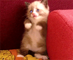 Scared Kitten GIF - Find & Share on GIPHY