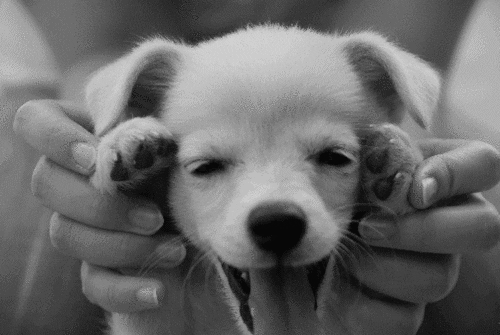 Znalezione obrazy dla zapytania cute doggies gif