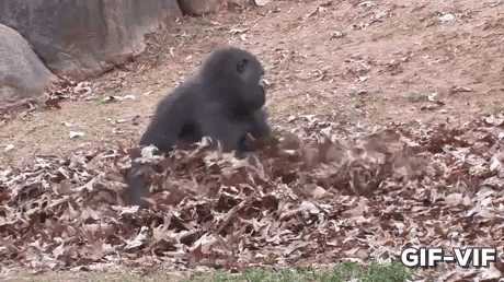 When You lost Your Phone On Bed in animals gifs