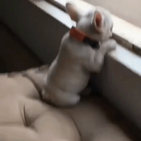 крошечные животные, крошечные животные мира, маленькие животные, маленькие животные картинки