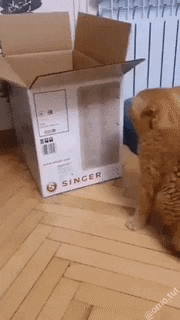 Catto going in box in funny gifs