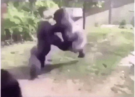 Monkey boxing practice – VideosGifs.com