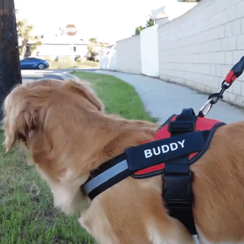 animation of no pull custom dog harness