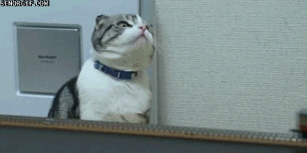 Cat Train GIF by Cheezburger - Find & Share on GIPHY