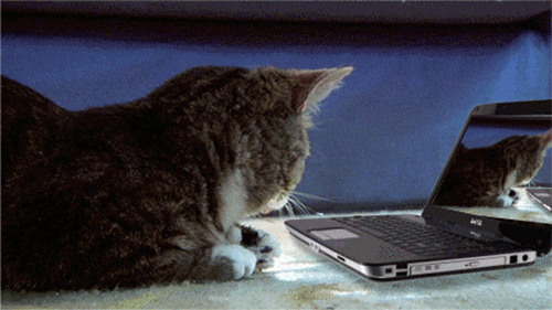 Funny Cat GIF Find & Share on GIPHY