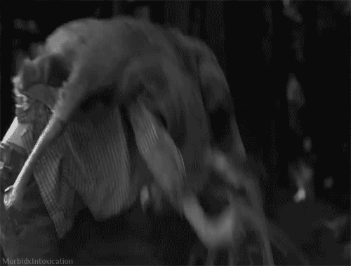 giphy.gif