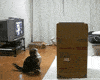 https://media.giphy.com/media/wQI5H4jtqZEPK/giphy.gif