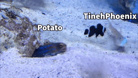 giphy-downsized-large.gif