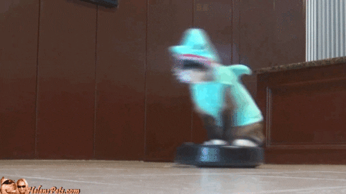 giphy.gif