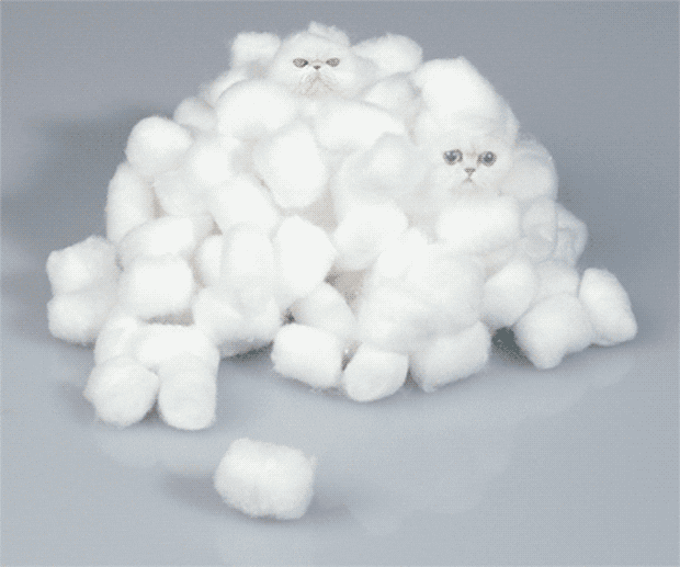 Cotton Balls GIFs Find & Share on GIPHY