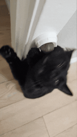 Catnip de Menta Gatuna