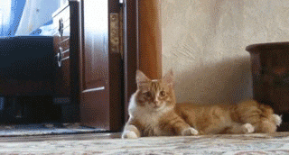 giphy.gif?width=300