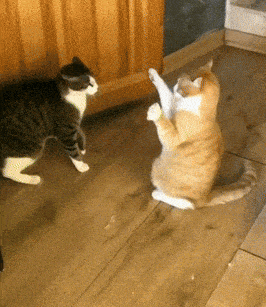 cat-high-five-fall