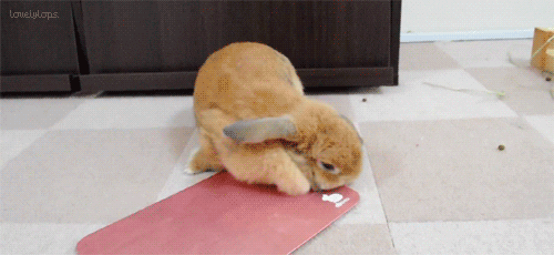 playing rabbit rolling chilling animals