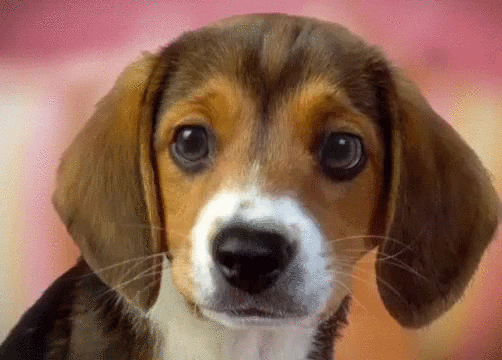 movies based on books sad puppy eyes