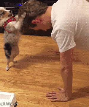  dog man push ups excercise GIF