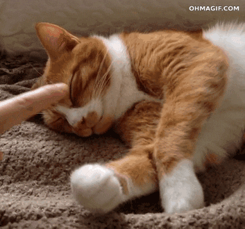 Sleepy Cat GIF - Find & Share on GIPHY