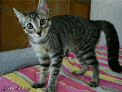 hyperactive cat