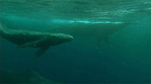 Humpback Whale GIF - Find & Share on GIPHY