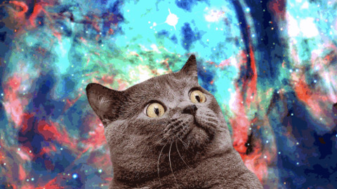 Galaxy Cat GIFs - Find & Share on GIPHY