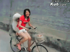Cheezburger cute bicycle sheepdog animals