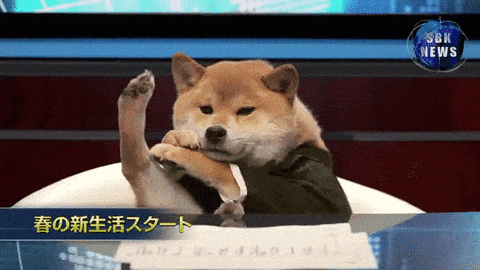 How to be a Good TV News Anchor Guides Tips | doge stretching and Hugging Legs news room 