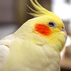 giphy.gif