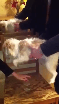 19 adorable puppers swimming in mid air because they think theyre in the water Animated GIF - Find & Share on GIPHY