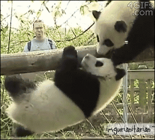 Panda Bros GIF - Find & Share on GIPHY