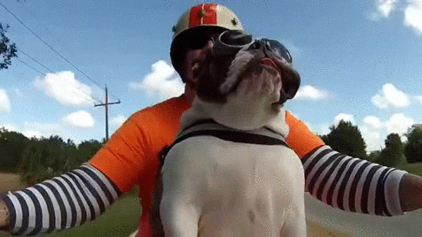 Anjing kasih salam kepada bikers