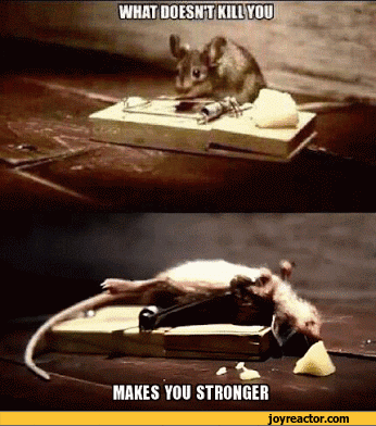 Mice GIF - Find & Share on GIPHY