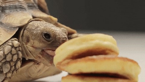 Turtle GIF