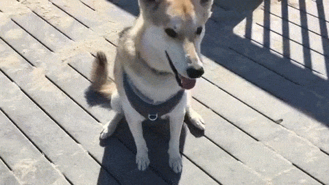 Cockbeach gifs — img 3